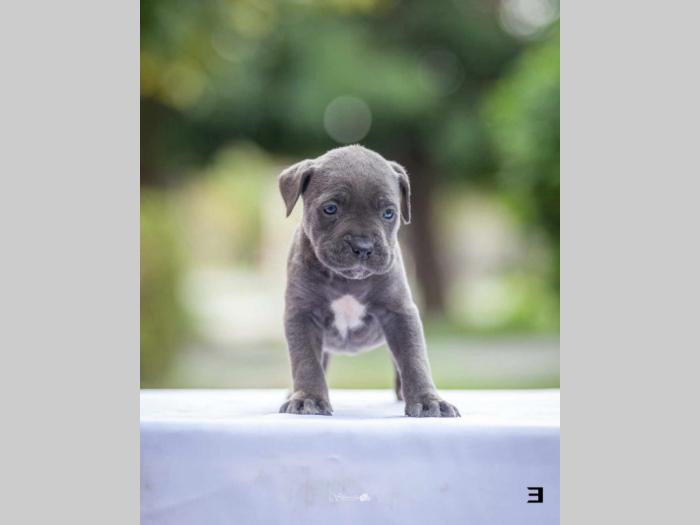 na prodaju štenci cane corsa besplatni mali oglasi