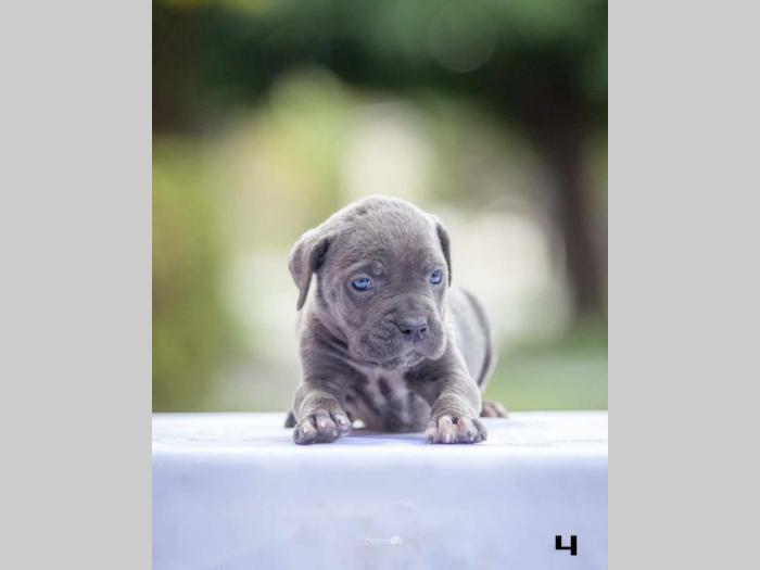 na prodaju štenci cane corsa besplatni mali oglasi