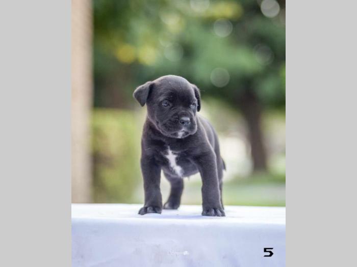 na prodaju štenci cane corsa besplatni mali oglasi