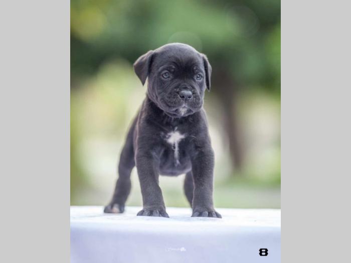 na prodaju štenci cane corsa besplatni mali oglasi
