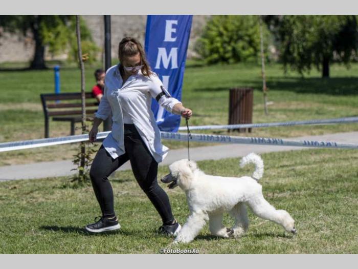 štenci standardne pudle od roditelja šampionskog porekla besplatni mali oglasi