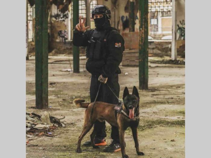 belgijski ovčar malinoa, vrhunski štenci besplatni mali oglasi