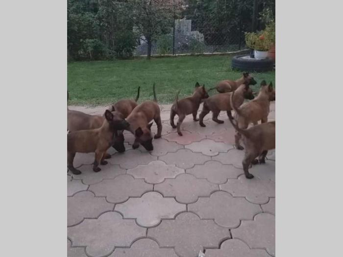 belgijski ovčar malinoa, vrhunski štenci besplatni mali oglasi