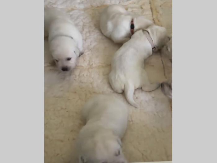 štenci labrador retrivera besplatni mali oglasi