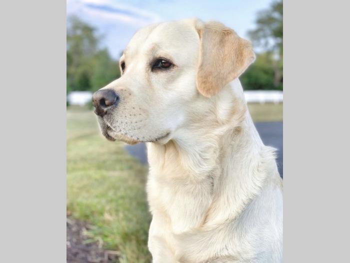 štenci labrador retrivera besplatni mali oglasi