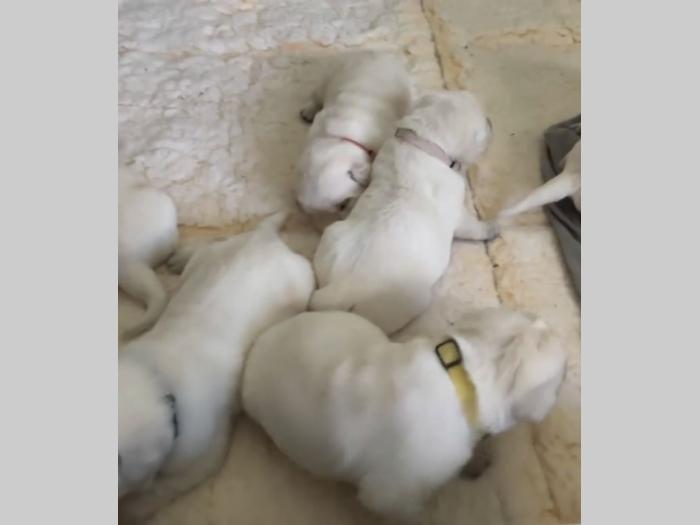 štenci labrador retrivera besplatni mali oglasi