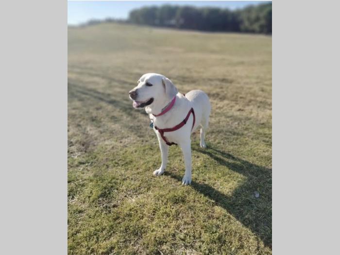štenci labrador retrivera besplatni mali oglasi