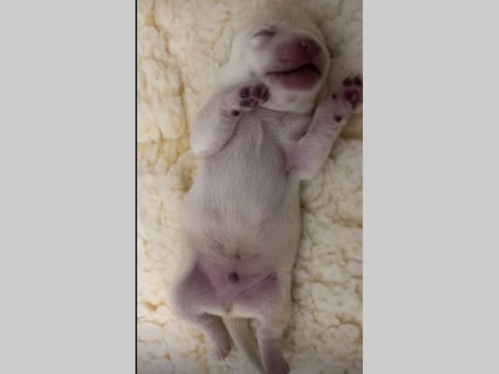 štenci labrador retrivera besplatni mali oglasi
