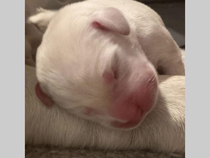 štenci labrador retrivera besplatni mali oglasi