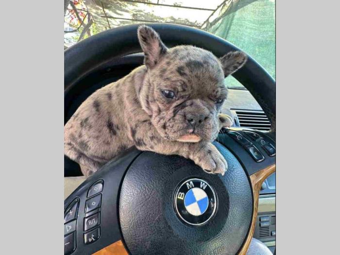francuski buldog besplatni mali oglasi