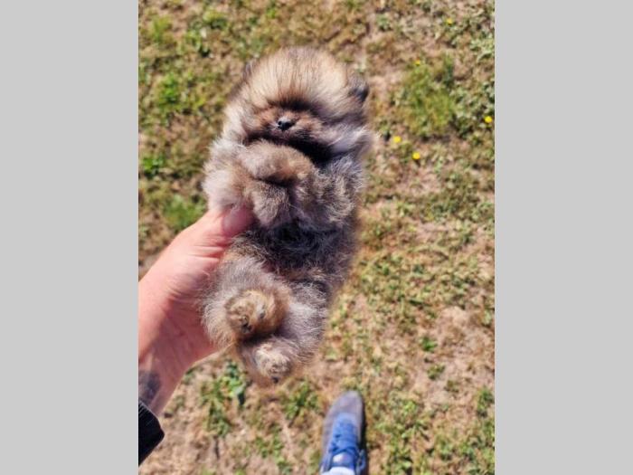 pomeranci štenci prelepi štenci besplatni mali oglasi