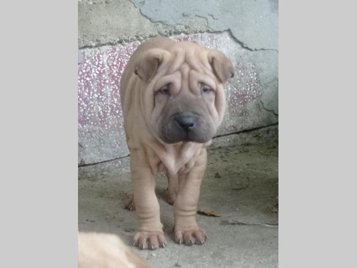 šar pej (shar pei) štenci besplatni mali oglasi