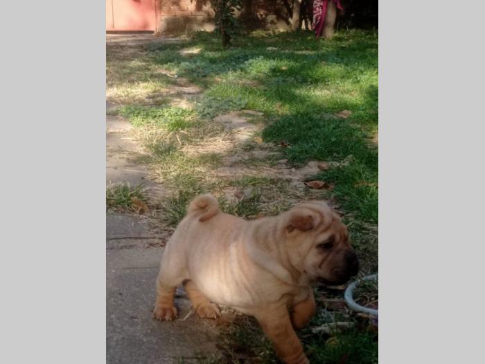 šar pej (shar pei) štenci besplatni mali oglasi