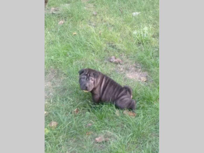 šar pej (shar pei) štenci besplatni mali oglasi