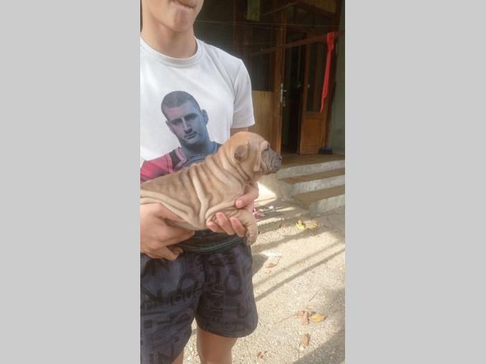 šar pej (shar pei) štenci besplatni mali oglasi