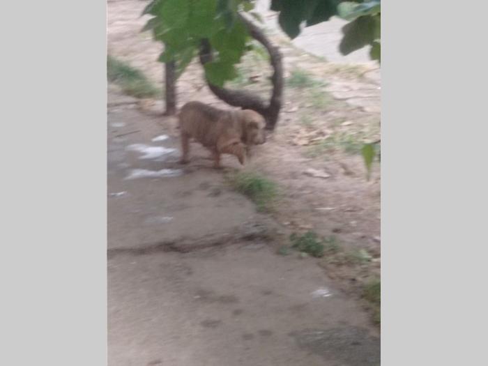 šar pej (shar pei) štenci besplatni mali oglasi