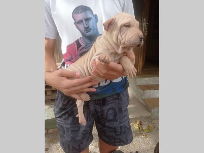 šar pej (shar pei) štenci besplatni mali oglasi