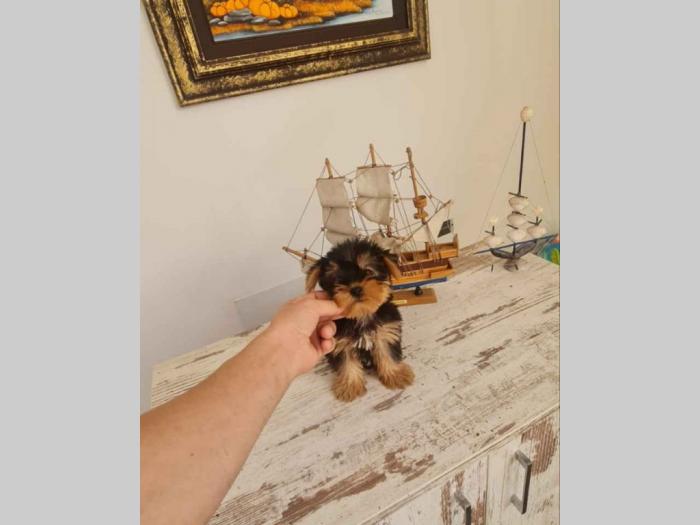 mini jorki jorkširski terijer mini jorkići besplatni mali oglasi