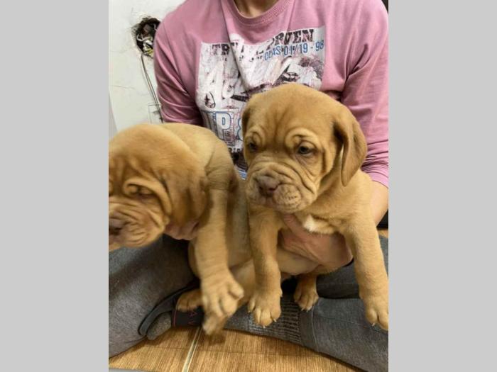 štenci bordoške doge vrhunske krvne linije besplatni mali oglasi