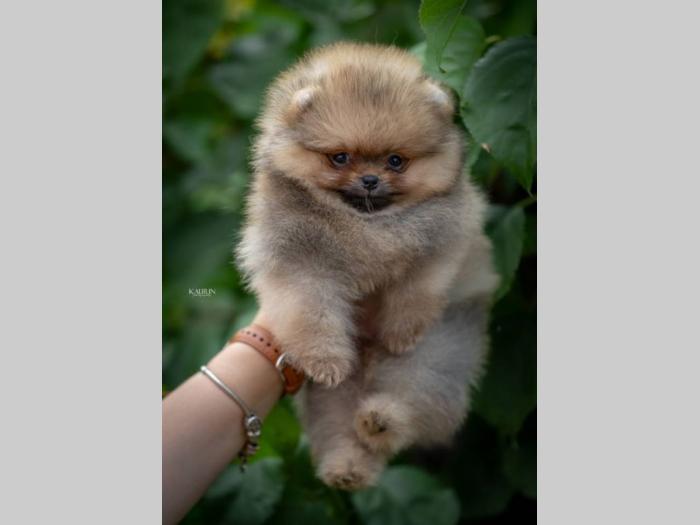 pomeranci iz odgajivačnice dog house hernaus besplatni mali oglasi
