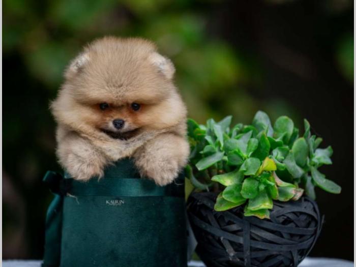 pomeranci iz odgajivačnice dog house hernaus besplatni mali oglasi