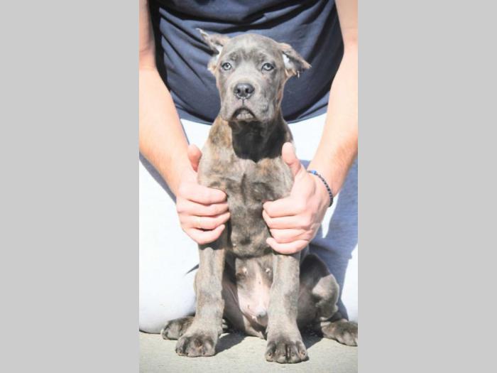 cane corso štenci besplatni mali oglasi