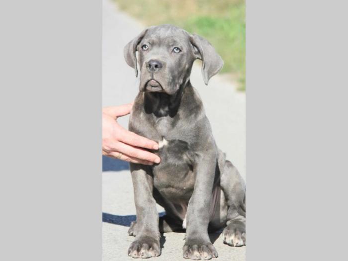 cane corso štenci besplatni mali oglasi