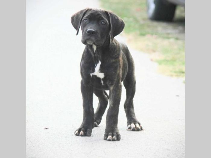 cane corso štenci besplatni mali oglasi