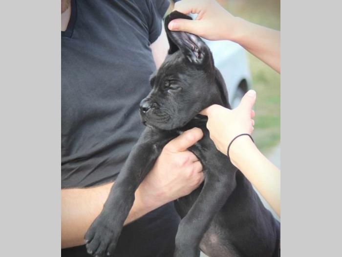 cane corso štenci besplatni mali oglasi