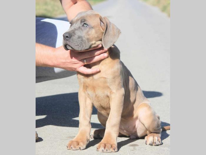 cane corso štenci besplatni mali oglasi