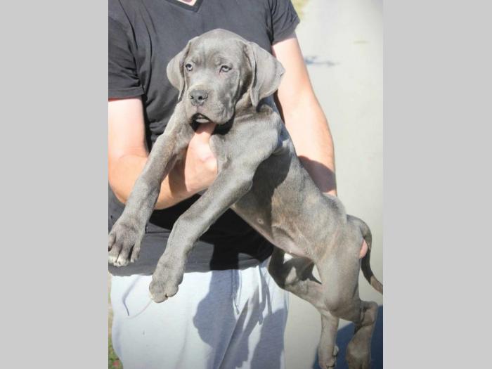 cane corso štenci besplatni mali oglasi