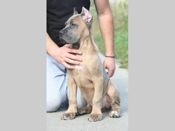 cane corso štenci besplatni mali oglasi