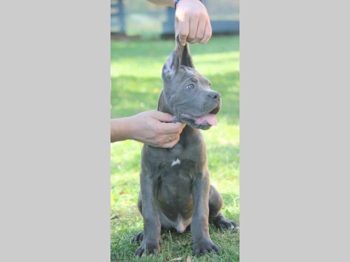 cane corso štenci besplatni mali oglasi