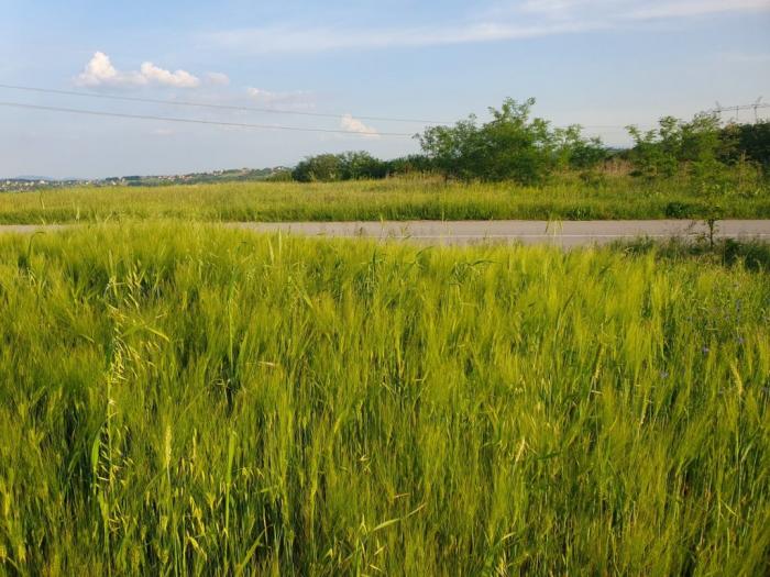 prodajem plac 101 ar u velikoj moštanici opština čukarica 15min od beograda besplatni mali oglasi