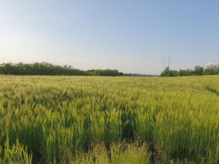 prodajem plac 101 ar u velikoj moštanici opština čukarica 15min od beograda besplatni mali oglasi