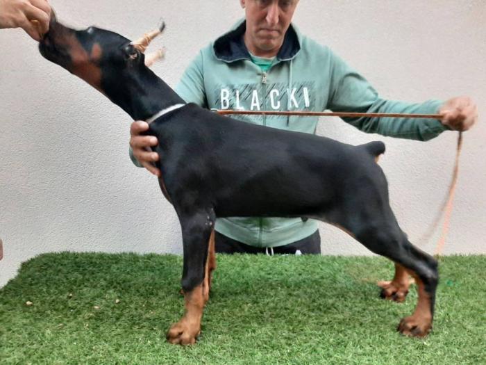 štenci dobermana besplatni mali oglasi