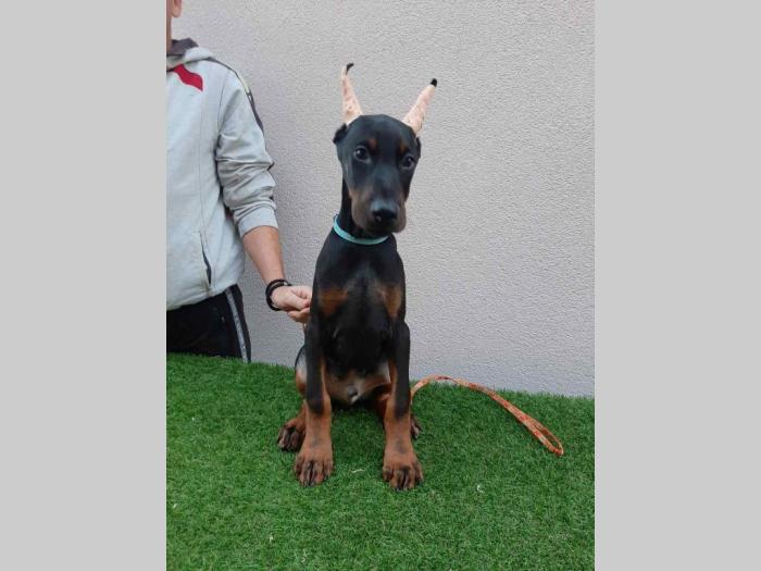 štenci dobermana besplatni mali oglasi