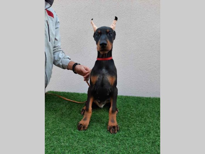 štenci dobermana besplatni mali oglasi