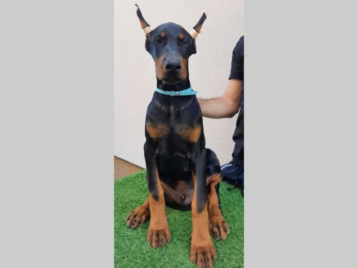 štenci dobermana besplatni mali oglasi
