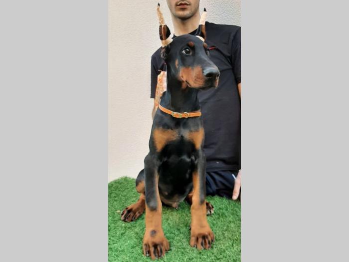 štenci dobermana besplatni mali oglasi
