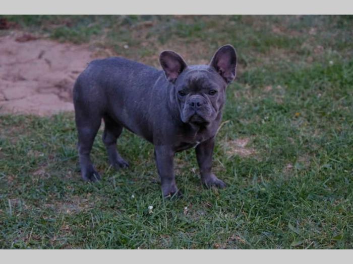 štenci francuskog buldoga stari 5 meseci besplatni mali oglasi
