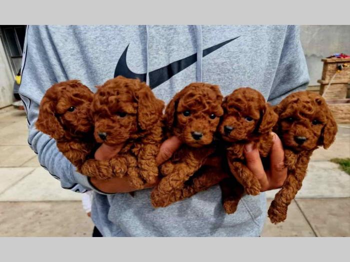 štenci vrhunskih toy pudlica samo u pom hash starsu besplatni mali oglasi