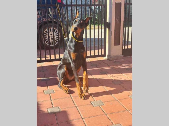 doberman ženka od vrhunskih roditelja stara 6 meseci besplatni mali oglasi