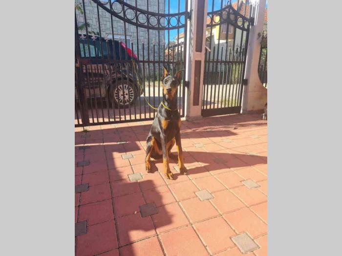 doberman ženka od vrhunskih roditelja stara 6 meseci besplatni mali oglasi