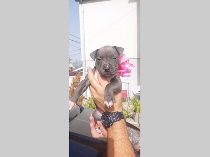 pit bul (blue nose) štenci besplatni mali oglasi