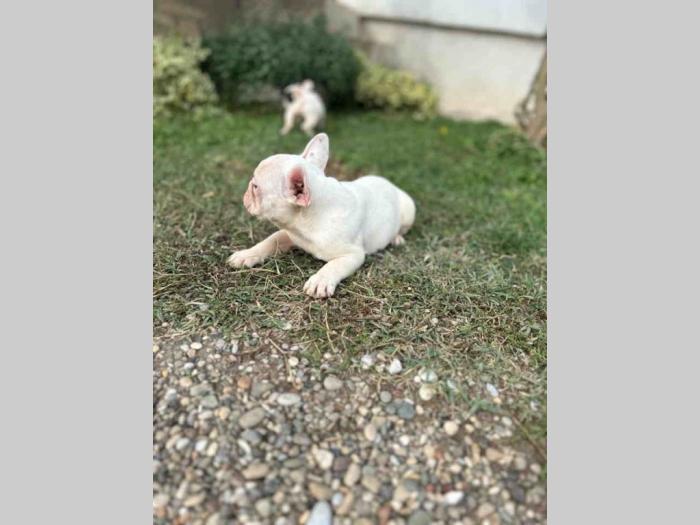 prelepi štenci francuskog buldoga besplatni mali oglasi