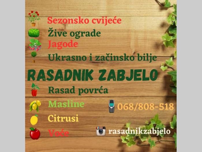 rasadnik zabjelo žive ograde, rasad povrća, cvijeca i jagoda besplatni mali oglasi