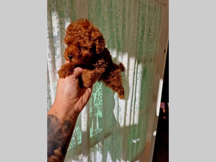 štenci tzv toj crvenih pudlica besplatni mali oglasi