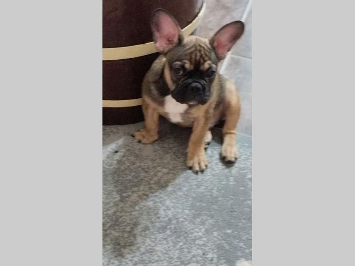 štenci francuskog buldoga egzotičnih boja besplatni mali oglasi