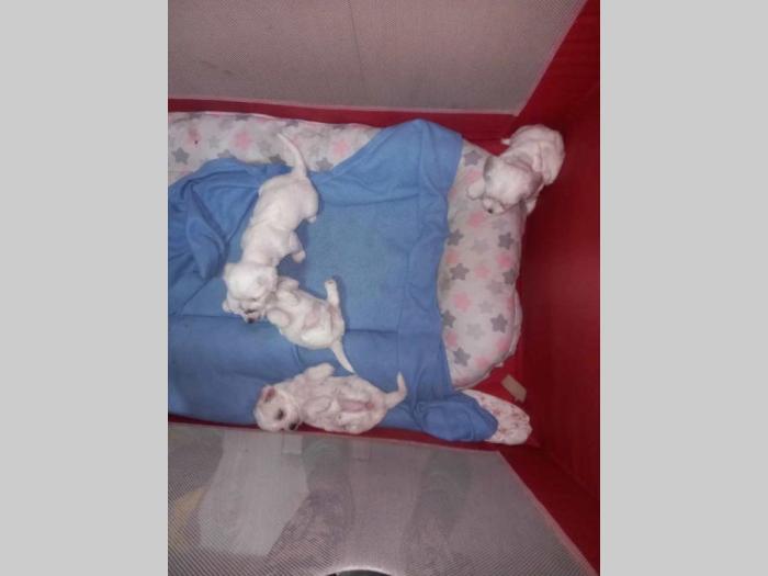 prelepi štenci maltezera prodaja besplatni mali oglasi